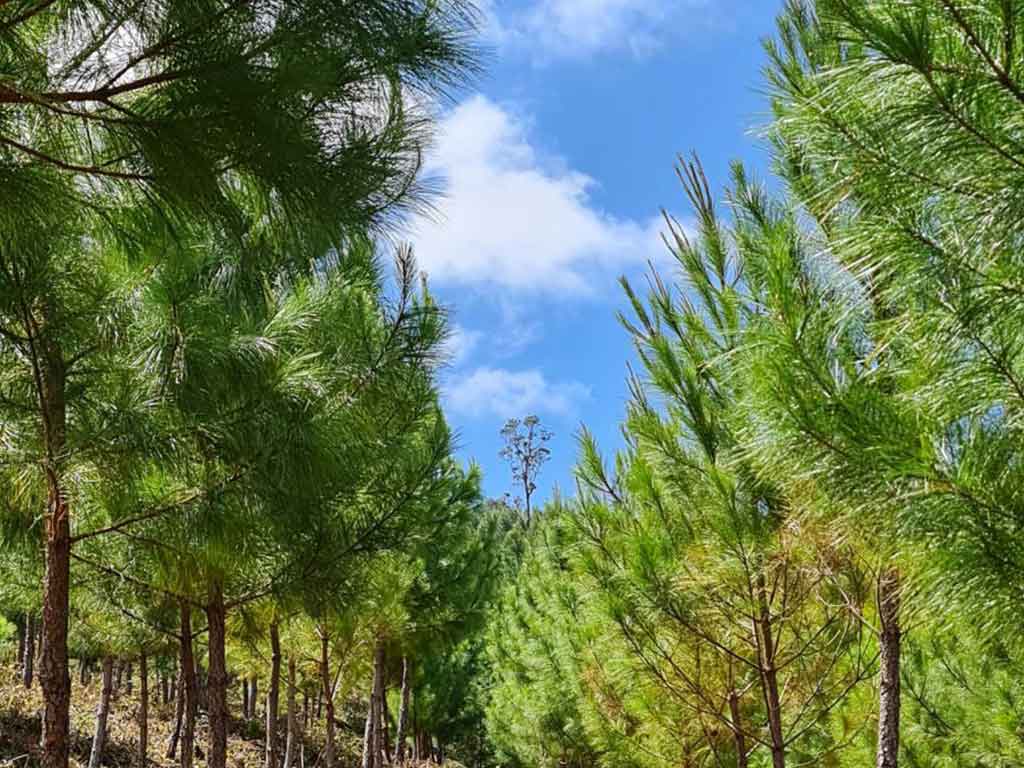 Bosque de árboles de pino, ideal para nuestra venta de madera tratada en Guatemala