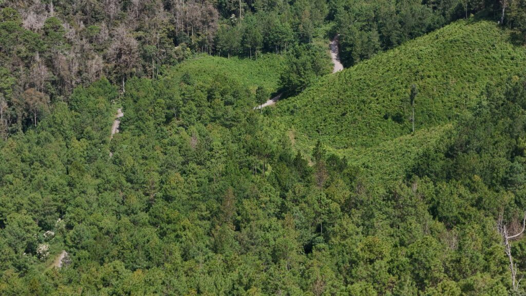 Bosque finca de pino, madera tratada